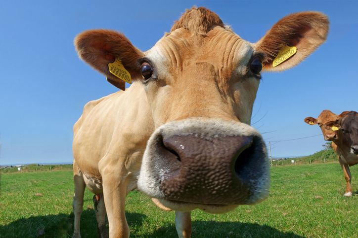 Krowa z kolczykiem w uchu
