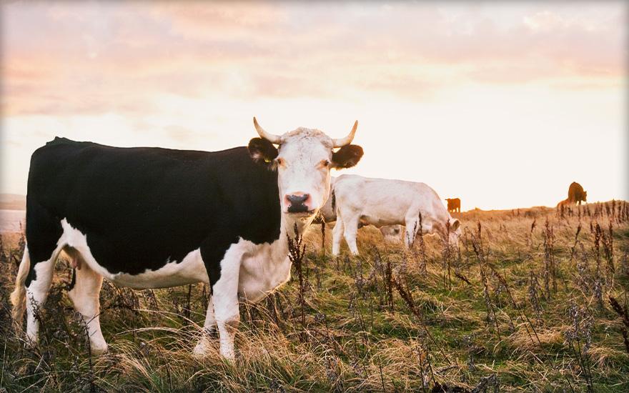 Krowy na tle zachodzącego słońca